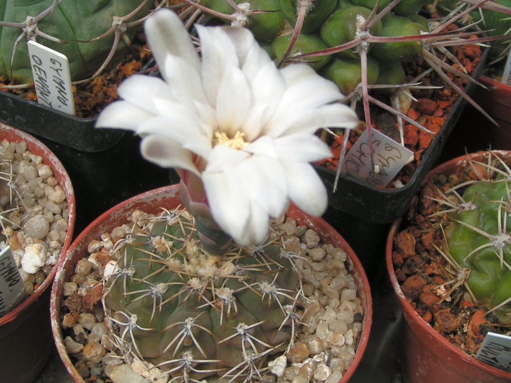 Gymnocalycium guehlianum